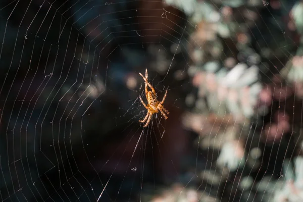 Паук в паутине в сосновом саду . — стоковое фото