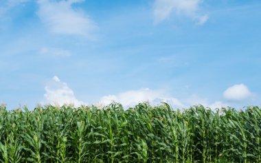 Mısır alan yeşil çayır çiftlik ve mavi gökyüzü 