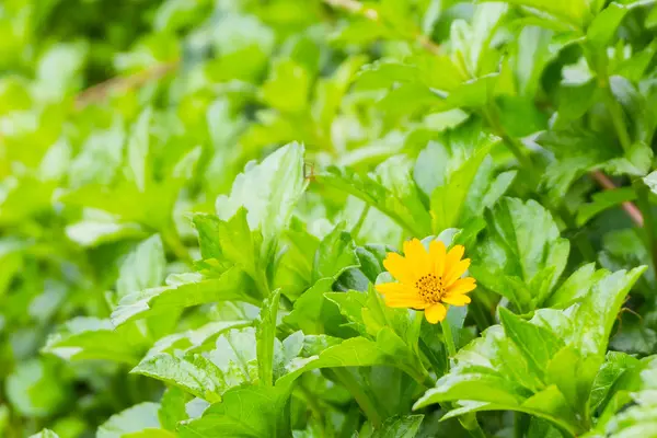 작은 노란 꽃과 녹색 잎 정원 — 스톡 사진