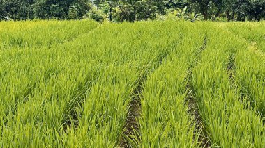 Güneydoğu Asya 'da tropik bir kırsal alanda düzgün sıralanmış sıraları olan yemyeşil pirinç tarlası. Tarım, çevre, doğa geçmişi ve geleneksel tarım kültürü kavramları.