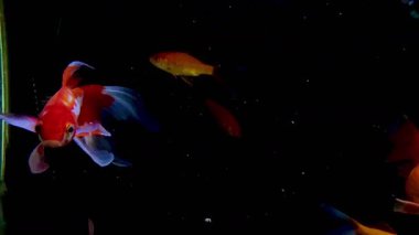Koyu Arkaplanda Yüzen Güzel Japon Balığı Yavaş Hareket