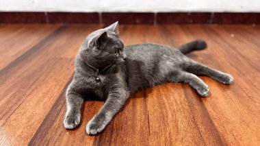 Gri evcil bir kedi, bir evin içindeki ahşap zeminde sakince oturur. Pürüzsüz kürkü ve keskin gözleriyle kedi rahat ama uyanık bir duruş sergiliyor. Bu görüntü evcil hayvan yaşam tarzı temaları, kapalı alan rahatlığı görselleri ve ticari hayvan stoğu ihtiyaçlarına uyuyor..