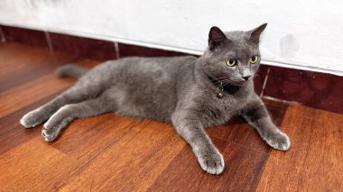 Gri evcil bir kedi, bir evin içindeki ahşap zeminde sakince oturur. Pürüzsüz kürkü ve keskin gözleriyle kedi rahat ama uyanık bir duruş sergiliyor. Bu görüntü evcil hayvan yaşam tarzı temaları, kapalı alan rahatlığı görselleri ve ticari hayvan stoğu ihtiyaçlarına uyuyor..