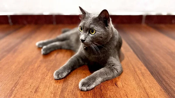 Gri evcil bir kedi, bir evin içindeki ahşap zeminde sakince oturur. Pürüzsüz kürkü ve keskin gözleriyle kedi rahat ama uyanık bir duruş sergiliyor. Bu görüntü evcil hayvan yaşam tarzı temaları, kapalı alan rahatlığı görselleri ve ticari hayvan stoğu ihtiyaçlarına uyuyor..