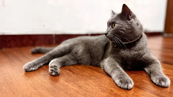 Gri evcil bir kedi, bir evin içindeki ahşap zeminde sakince oturur. Pürüzsüz kürkü ve keskin gözleriyle kedi rahat ama uyanık bir duruş sergiliyor. Bu görüntü evcil hayvan yaşam tarzı temaları, kapalı alan rahatlığı görselleri ve ticari hayvan stoğu ihtiyaçlarına uyuyor..