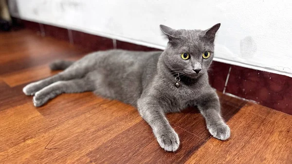 Gri evcil bir kedi, bir evin içindeki ahşap zeminde sakince oturur. Pürüzsüz kürkü ve keskin gözleriyle kedi rahat ama uyanık bir duruş sergiliyor. Bu görüntü evcil hayvan yaşam tarzı temaları, kapalı alan rahatlığı görselleri ve ticari hayvan stoğu ihtiyaçlarına uyuyor..