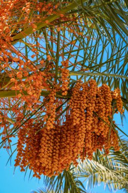 Palmiye ağacında yetişen olgun hurma kümelerinin yakın plan fotoğrafı. Doğal tropikal meyveler, sıcak renkler ve desenli palmiye yapraklarının detaylı görüntüsü. Doğa, tarım, gıda üretimi, tropikal santraller ve Akdeniz iklimlerine uygundur.