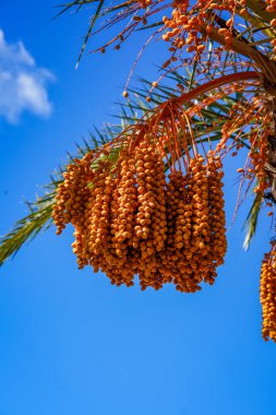 Hurma ağacında sallanan olgun meyve kümelerinin yakın çekimi. Doğal tropikal doku, detaylı botanik elementler ve sıcak güneş ışığı taze bir organik atmosfer yaratır. Doğa, tarım, botanik ve tropik bitkiler ile ilgili konular için ideal