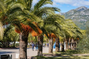 Karadağ 'ın Bar kentindeki sahil şeridi boyunca uzanan bir palmiye ağacının yanındaki yaya geçidinin yayın fotoğrafı 2 Aralık 2025' te çekildi. Gezinti güvertesi, Akdeniz kıyısı atmosferi ve rahat şehir manzarasını gösteriyor. Uygun.