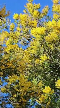 Bahar mevsiminde çiçek açan mimoza ağacının sarı çiçekli videosu. Açık havada hareket eden parlak çiçekli dallar..