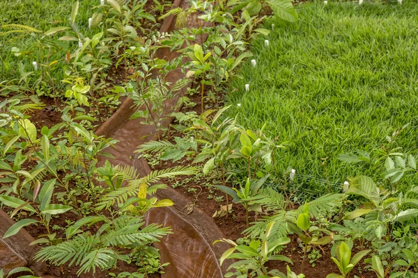 Brote de parcela de cultivo — Foto de Stock