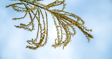 Mısır Püskül altın