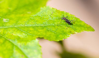 Aedes aegypti sivrisinek pernilongo beyaz lekeli ve yeşil yapraklı