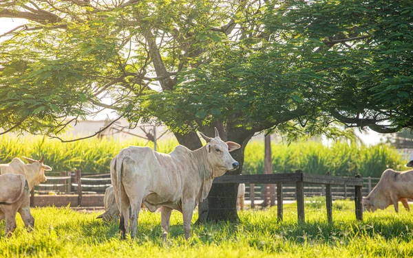 Βοοειδή Στον Αγρό Και Πράσινα Λιβάδια — Φωτογραφία Αρχείου