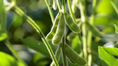 Ufukta gökyüzü görünen soya fasulyesi çiftliği. Gün batımı hava manzaralı.
