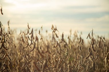 Ufukta gökyüzü görünen soya fasulyesi tarlası.