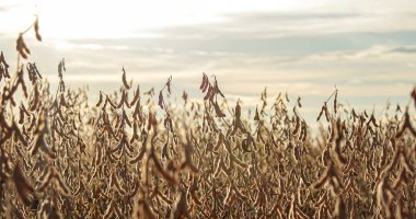 Ufukta gökyüzü görünen soya fasulyesi tarlası.
