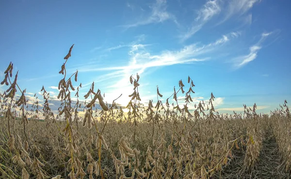 soybean dry plantation with sky on the horizon sunset view