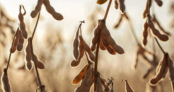 soybean dry plantation with sky on the horizon sunset view