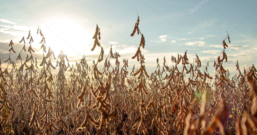 soybean dry plantation with sky on the horizon sunset view