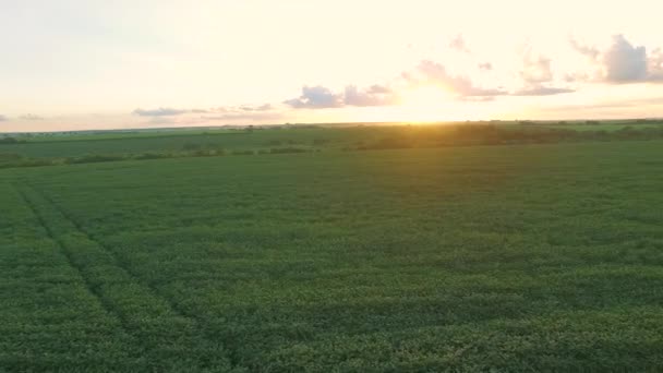 天际夕阳鸟瞰的大豆种植园 — 图库视频影像