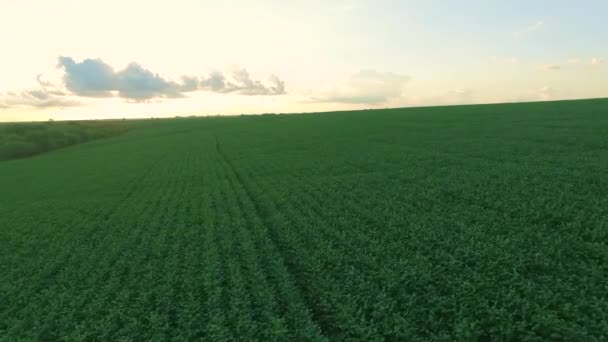 Sojová Plantáž Oblohou Obzoru Letecký Pohled Západu Slunce — Stock video