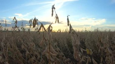 Ufukta gökyüzü görünen soya fasulyesi tarlası.