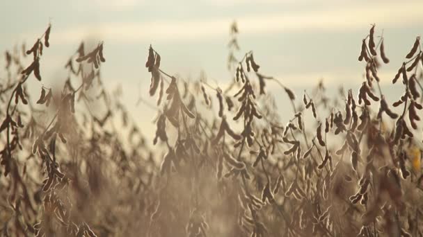 Plantation Sèche Soja Avec Ciel Horizon Vue Coucher Soleil — Video