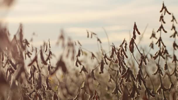 Plantation Sèche Soja Avec Ciel Horizon Vue Coucher Soleil — Video