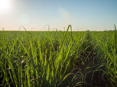 Şeker kamışı çiftliği günbatımı arka planda kullanılıyor