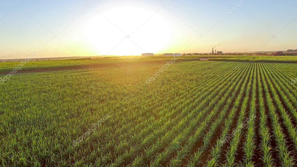 sugar cane plantation farm sunset usine in background
