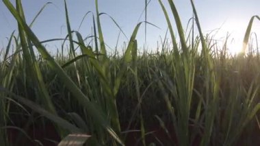 Şeker kamışı çiftliği günbatımı arka planda kullanılıyor