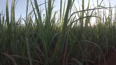 Şeker kamışı çiftliği günbatımı arka planda kullanılıyor