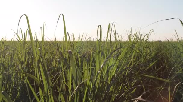 Caña de azúcar plantación granja puesta del sol usine en el fondo — Vídeos de Stock