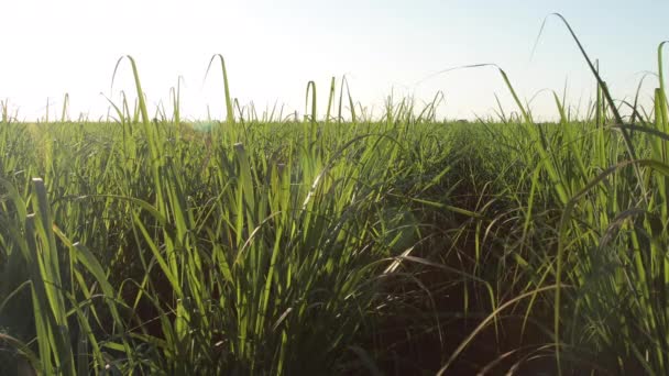 Sockerrör plantage anläggning solnedgång usine i bakgrunden — Stockvideo