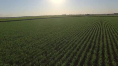 Şeker kamışı çiftliği günbatımı arka planda kullanılıyor