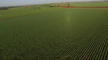 Şeker kamışı çiftliği günbatımı arka planda kullanılıyor