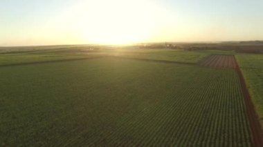 Şeker kamışı çiftliği günbatımı arka planda kullanılıyor