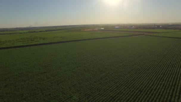 Sockerrör plantage anläggning solnedgång usine i bakgrunden — Stockvideo