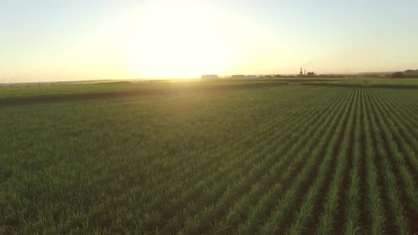 Sugar cane plantation farm sunset usine in background — Stock Video