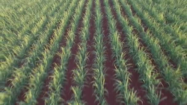 Plantation de canne à sucre ferme coucher de soleil usine en arrière-plan — Video