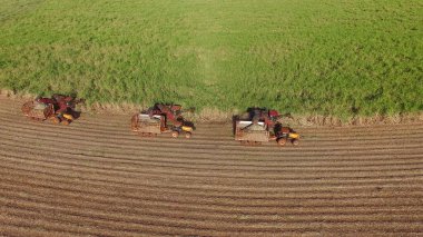 Şeker kamışının üç makine görünümlü tarlası var.