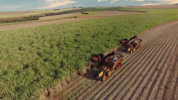 Şeker kamışının üç makine görünümlü tarlası var.
