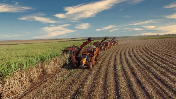 Şeker kamışının üç makine görünümlü tarlası var.