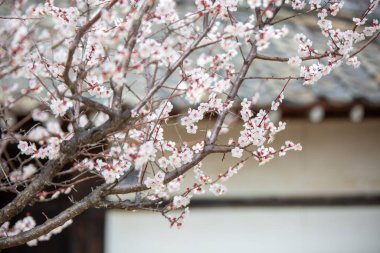 Çiçek açmış erik çiçeklerinin manzarası.