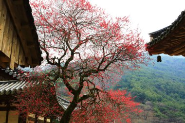 Kore 'deki Gurye Hwaeomsa Tapınağı' nın bahar manzarası.