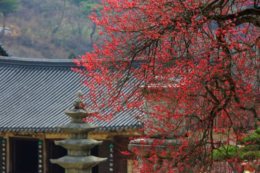 Kore 'deki Gurye Hwaeomsa Tapınağı' nın bahar manzarası.