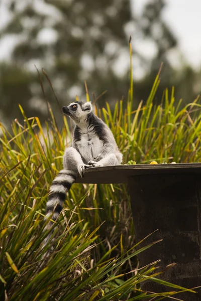 Kroužek sledoval limur — Stock fotografie