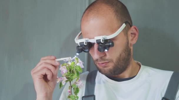특별 한 안경을 쓰고 있는 생물학자나 농학자가 사과 꽃을 분석하고 있다. — 비디오