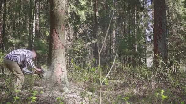A logger is cutting down a spruce with a big chainsaw. Illegal logging concept — Stock Video
